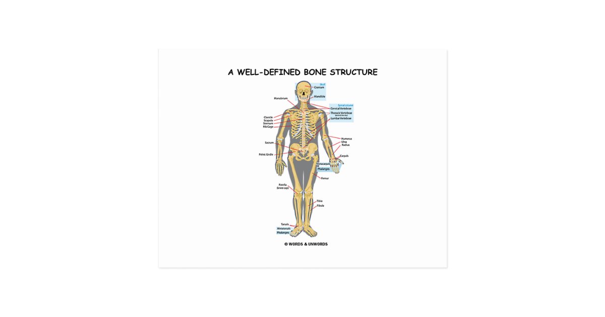 A Well-Defined Bone Structure (Human Skeleton) Postcard | Zazzle