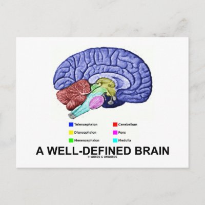 Brain Anatomy Pons