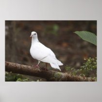 A West Borneo Dove Print