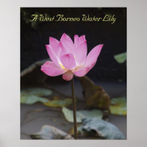 A West Borneo Water Lily Posters