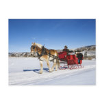 A Western Christmas - Horse Christmas Sleigh Post Cards