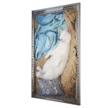 A white cat sleeping in a laundry basket, gallery wrap canvas