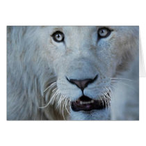 A white lion in Africa Greeting Card