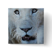 A white lion in Africa Pinback Button
