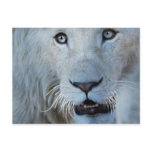 A white lion in Africa Post Cards
