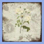 A White Rose for Grandmother posters