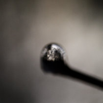 A whole forest in a single drop of water
