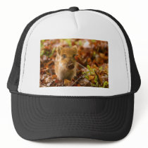 A Wild Boar Piglet Sus Scrofa in the Autumn Leaves Hat