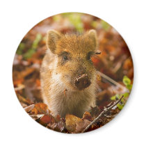 A Wild Boar Piglet Sus Scrofa in the Autumn Leaves Magnets