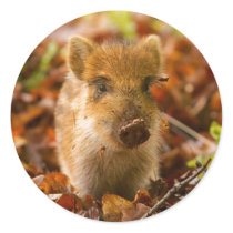 A Wild Boar Piglet Sus Scrofa in the Autumn Leaves Sticker