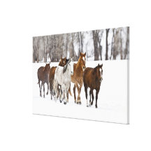 A winter scenic of running horses on The 2 Stretched Canvas Print