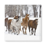 A winter scenic of running horses on The 2 Magnets