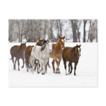 A winter scenic of running horses on The 2 Postcards