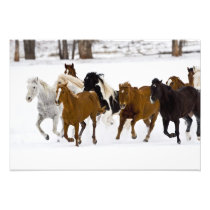 A winter scenic of running horses on The
