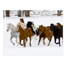 A winter scenic of running horses on The Post Card