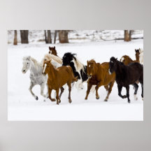 A winter scenic of running horses on The Print