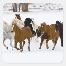 A winter scenic of running horses on The Square Sticker