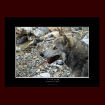 A WOLF STUDY Photo Poster posters by RavenSpiritPrints A WOLF STUDY Photo Poster posters
