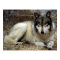A Wolf Waiting and Watching posters by Tberling A Wolf Waiting and Watching posters