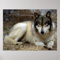 A Wolf Waiting and Watching Posters