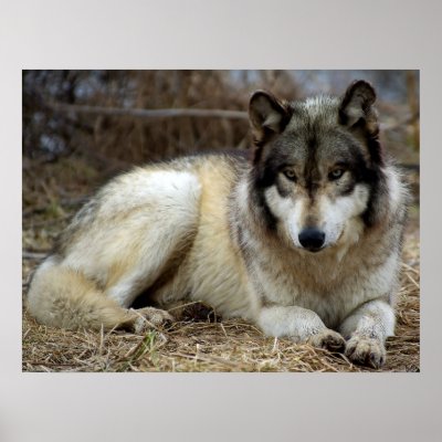 A Wolf Waiting and Watching Posters by Tberling