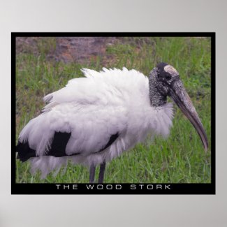 A Wood Stork Poster