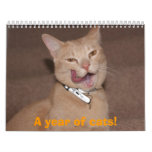 A year of cats! calendar