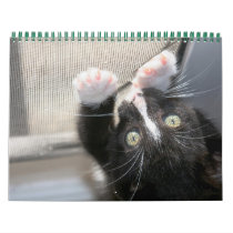 A year of fuzzybutts wall calendars