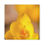 A yellow crocus blooms in Portsmouth, New Magnet