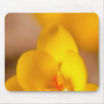 A yellow crocus blooms in Portsmouth, New Mousepad