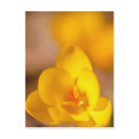 A yellow crocus blooms in Portsmouth, New Post Cards