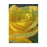 A Yellow Rose Post Card