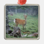 A young deer in a forest clearing ornaments