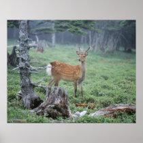 A young deer in a forest clearing posters