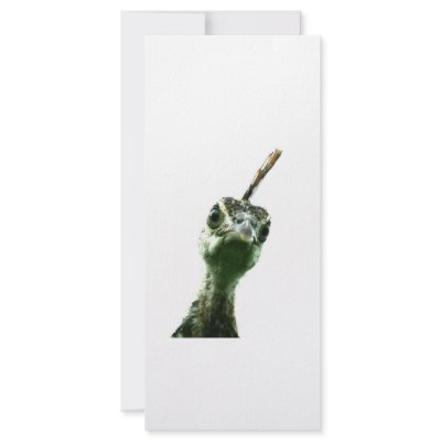 A young peacock's head peering over to say hi! custom rack card by SusansZooCrew