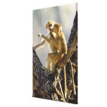 A young Yellow baboon  (Papio cynocephalus) Stretched Canvas Prints