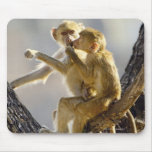 A young Yellow baboon  (Papio cynocephalus) Mousepads