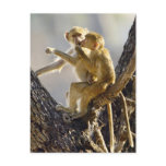 A young Yellow baboon  (Papio cynocephalus) Post Card