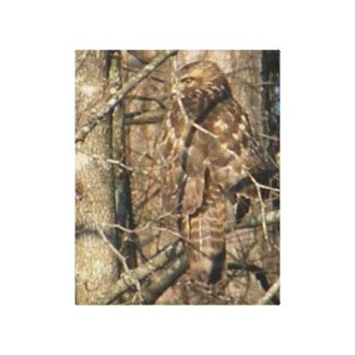 AA- Awesome Hawk in a Tree Canvas Art wrappedcanvas