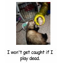 aa, I won't get caught if I play dead. t-shirts by DarkEden aa, I won't get caught if I play dead. t-shirts