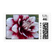 AA- Red and White Dahlia postage stamp