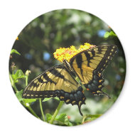 AA- Yellow Swallowtail Butterfly Magnet magnet