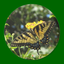 AA-  Yellow Swallowtail Butterfly Magnet magnets