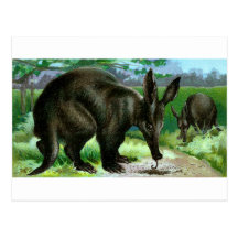 Aardvark Postcards