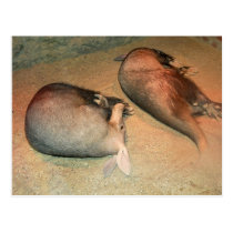 Aardvarks Postcard postcards