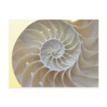 Abalone Postcard
