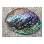 Abalone Postcard