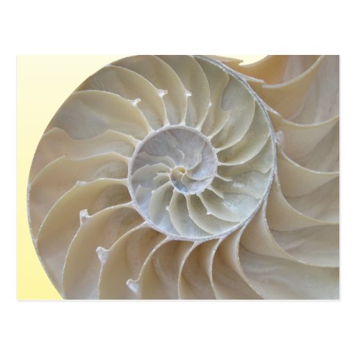 Abalone Postcard