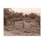Abandoned vineyard 2 postcards