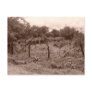 Abandoned vineyard 2 postcards